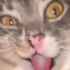 nikitaburgebub