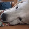 fidiapoggiali