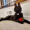 murdytheblindcat