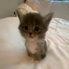 userp86thzbun3