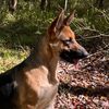 thegsdada