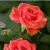 user27725806218007