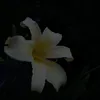 .al1sh
