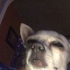 ghostly._.chihuahua