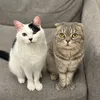 momonanahouse