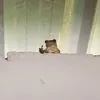 qu0ngtinh