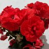 pechi_362