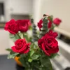 lauraaitt458
