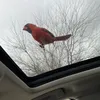 cornhuskerbigred