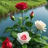 gomaa9053