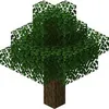 kenkanoniere