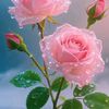 fryal.jaber