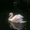 hereeye_