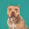 sequoiathebully
