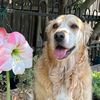 goldengardener