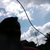 violawidodo