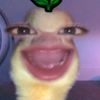 elv1aa_