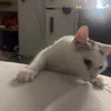 he4rtsforia
