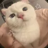 meomeobongbong23