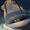 dannyderfisch
