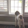 goodboy.bailey0