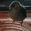 thclt5