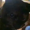goypgoo