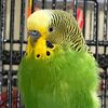 Boba the Budgie