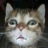 user.........gachaaa