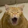 meomaygiacatluong