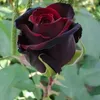 khairy3668