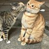 meeowa_kittycats