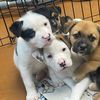 happytailsnokillshelter