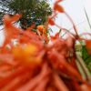 farjana.islam11239