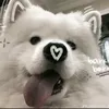 onghohienve