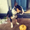 trixie_bullterrier