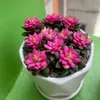 phuocthai15