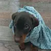 choco_doberman18