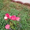 constantincirste36