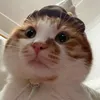 shinpypy
