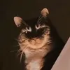 cato_lil