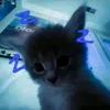 tom_k4ul1tz5