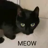 inky.cat0.0