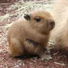 thecutestcabybara