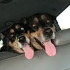 veedogs