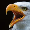 adler.adler7