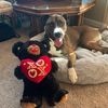 aboydognamedfrankieboy