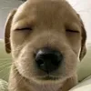 atennuhuhokmaye