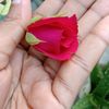 sumayaisla5