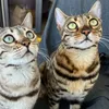 catzwillmakeyourday